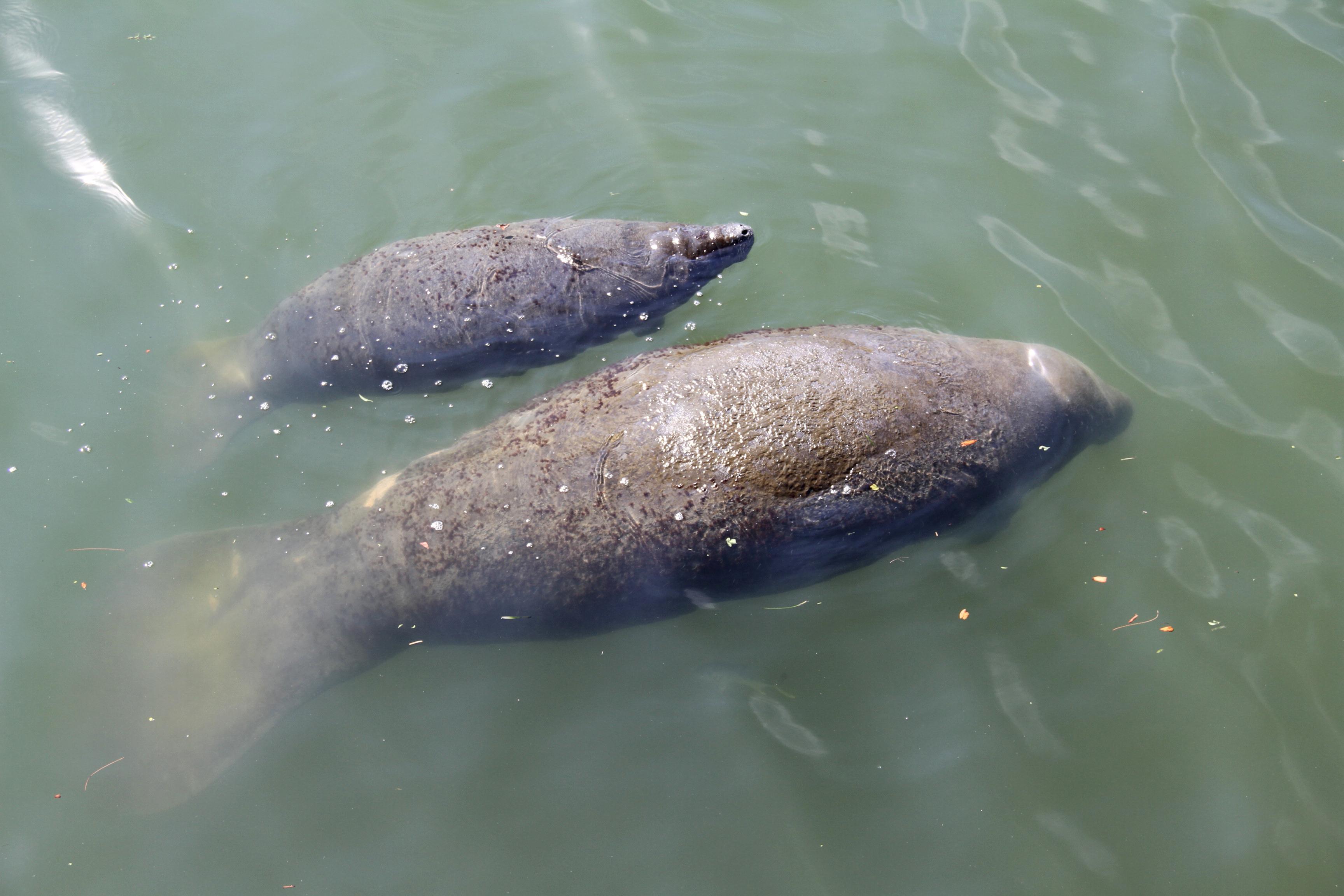 manatees