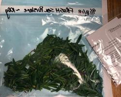 Sea Purslane leaves for shipment for analysis