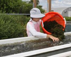 Stocking Gracilaria in the IMTA tank